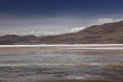 Flock of Birds on Body of Water