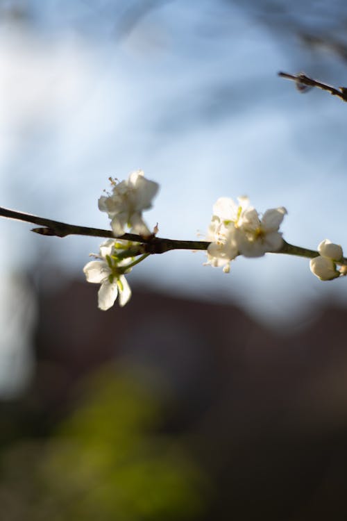 Blooming cherry tree in spring garden