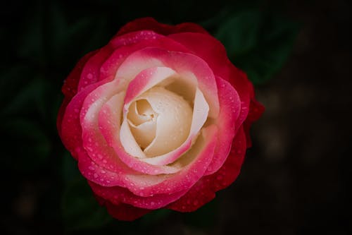 Pink and White Rose in Bloom