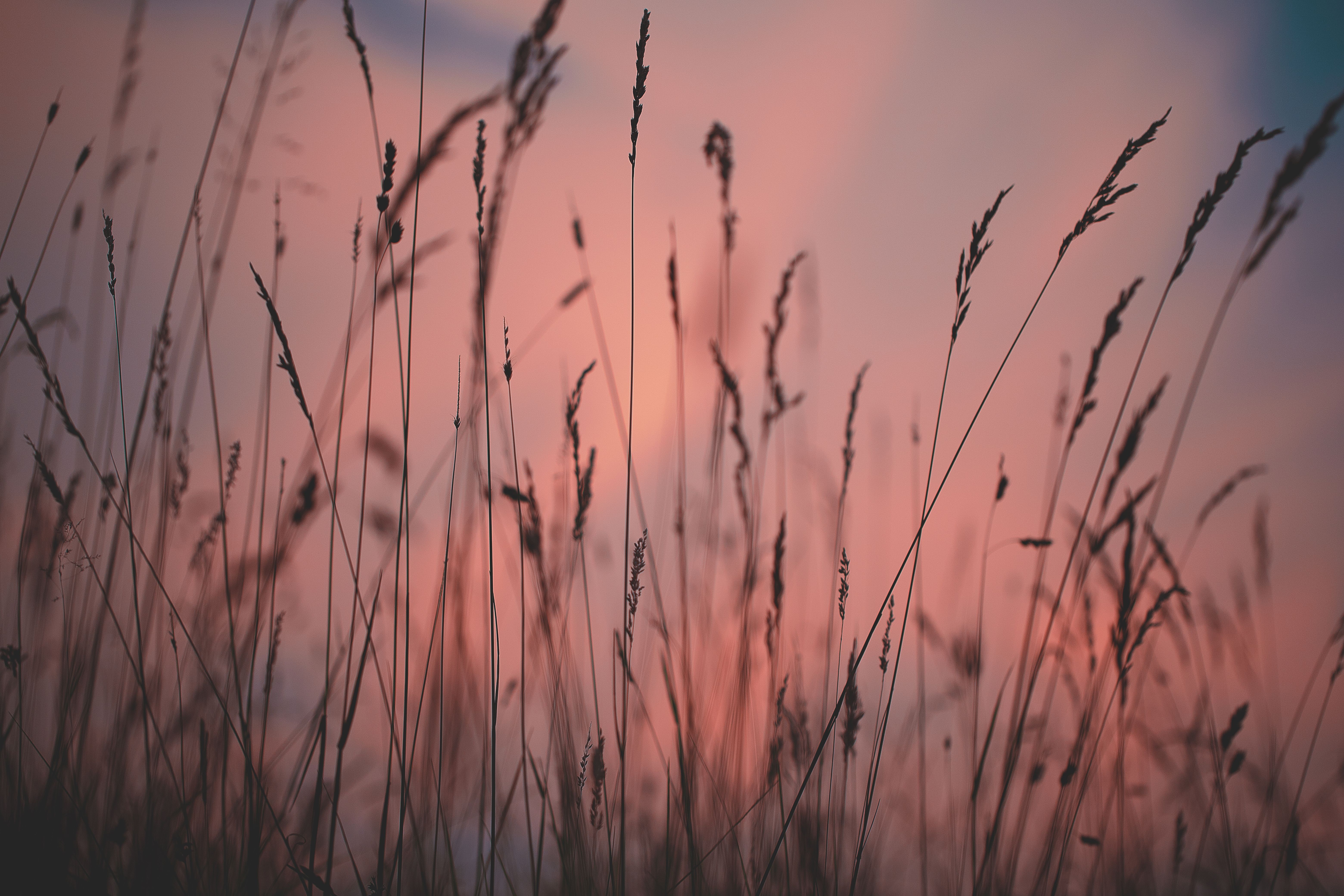 Grass against Sunset Sky · Free Stock Photo