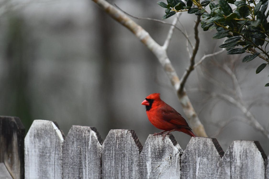 Free Red Cardinal Perched on the Fence Stock Photo