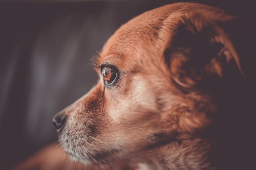 Free Brown Short Coated Dog Stock Photo