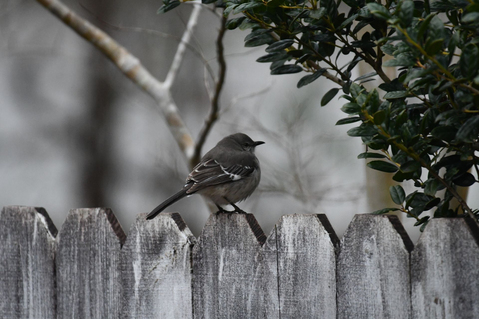 A northern mockingbird perched on a weathered wooden fence in a garden setting, showcasing nature's tranquility.