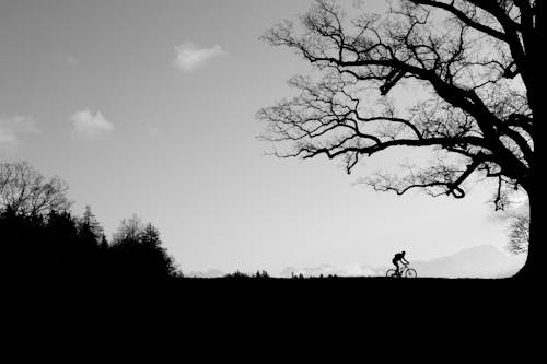 Grayscale Photo of Person Riding Bicycle Near Bare Trees