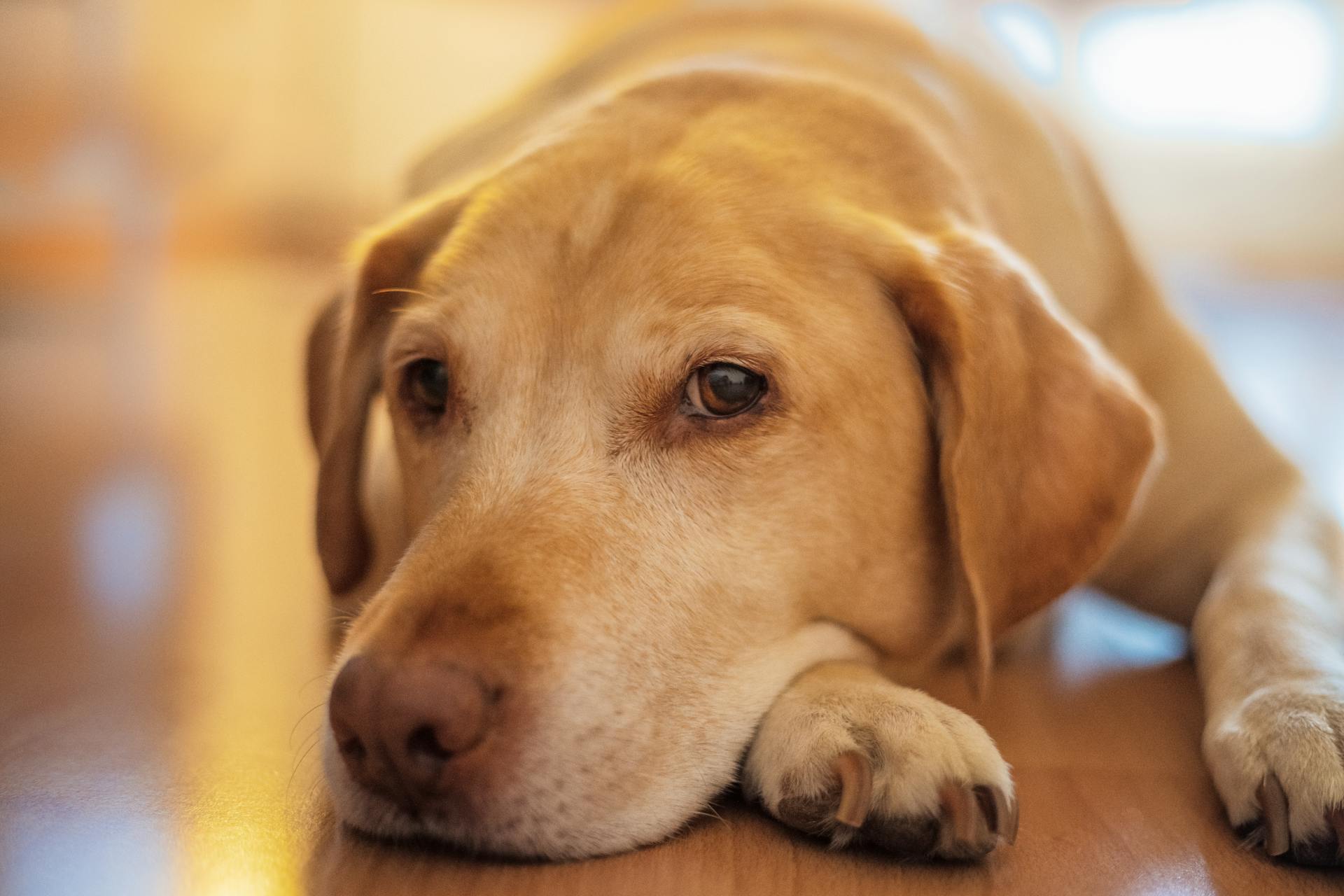 Labradorhund som ligger på ett brunt trägolv