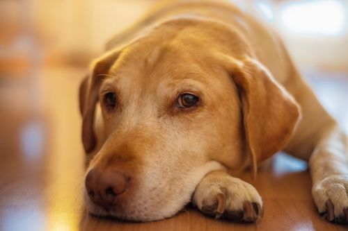 Free Adorable Labrador Retriever lying on a wooden floor, captured in a warm and cozy setting. Stock Photo