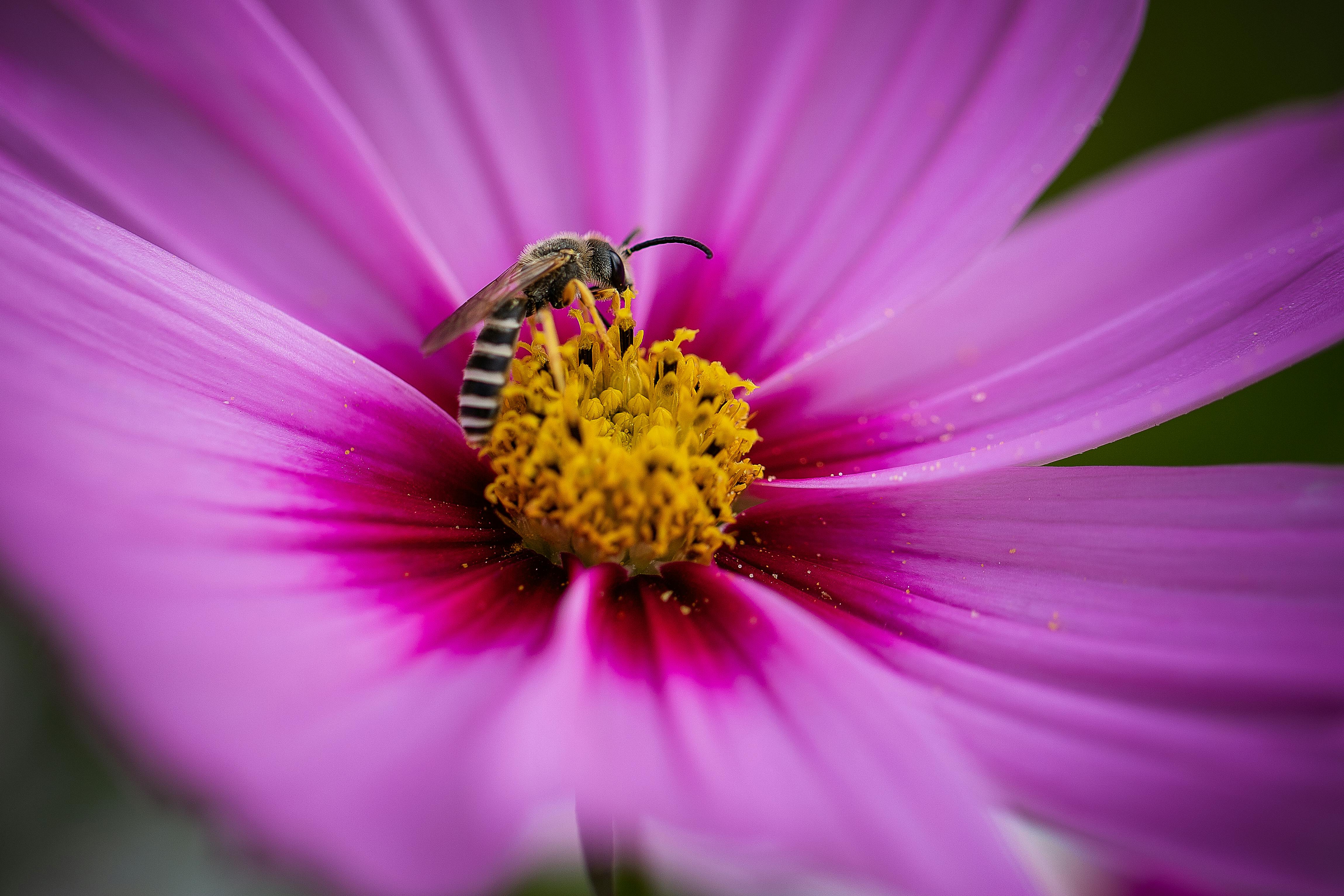 [ColoSach]-close-up-of-a-bee-pollinating-a-pink-cosmos-flower,-capturing-details-of-the-petals-and-pollen.
