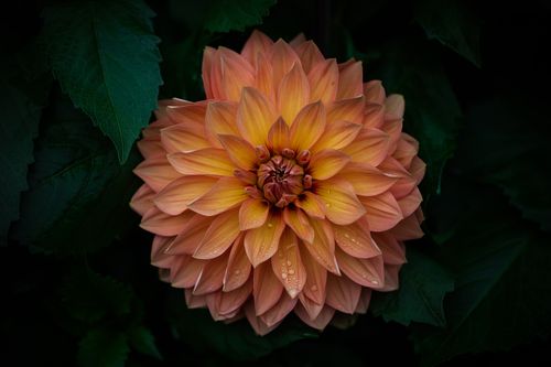 Free A detailed view of a peach-colored dahlia flower with water droplets on petals. Stock Photo