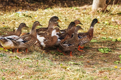 Kostenloses Stock Foto zu draußen, enten, erpel