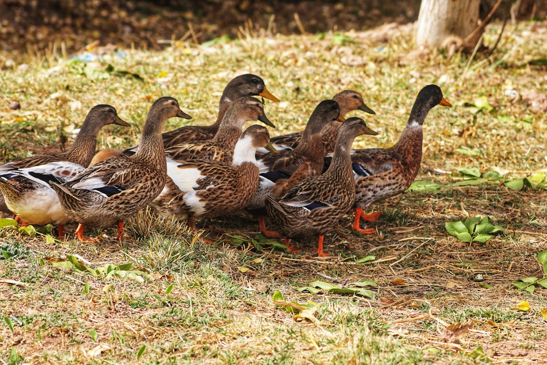 Group of Ducks
