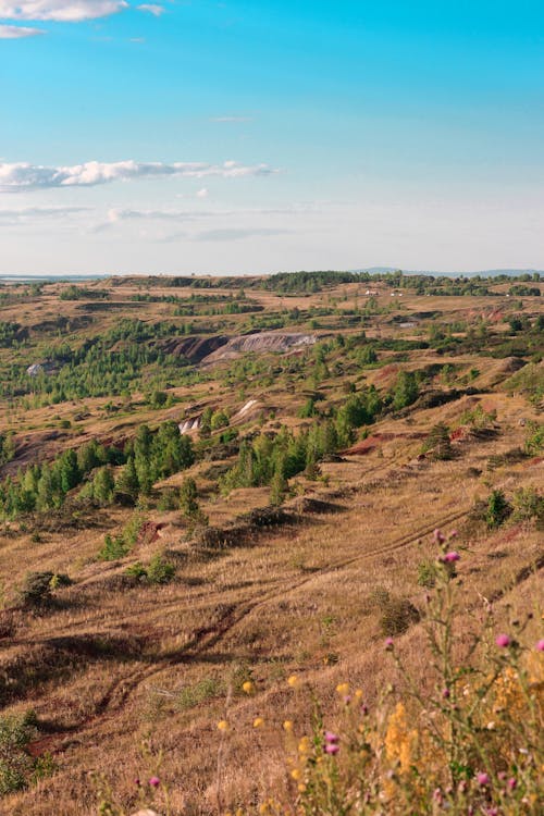 Foto profissional grátis de ao ar livre, área, árvores