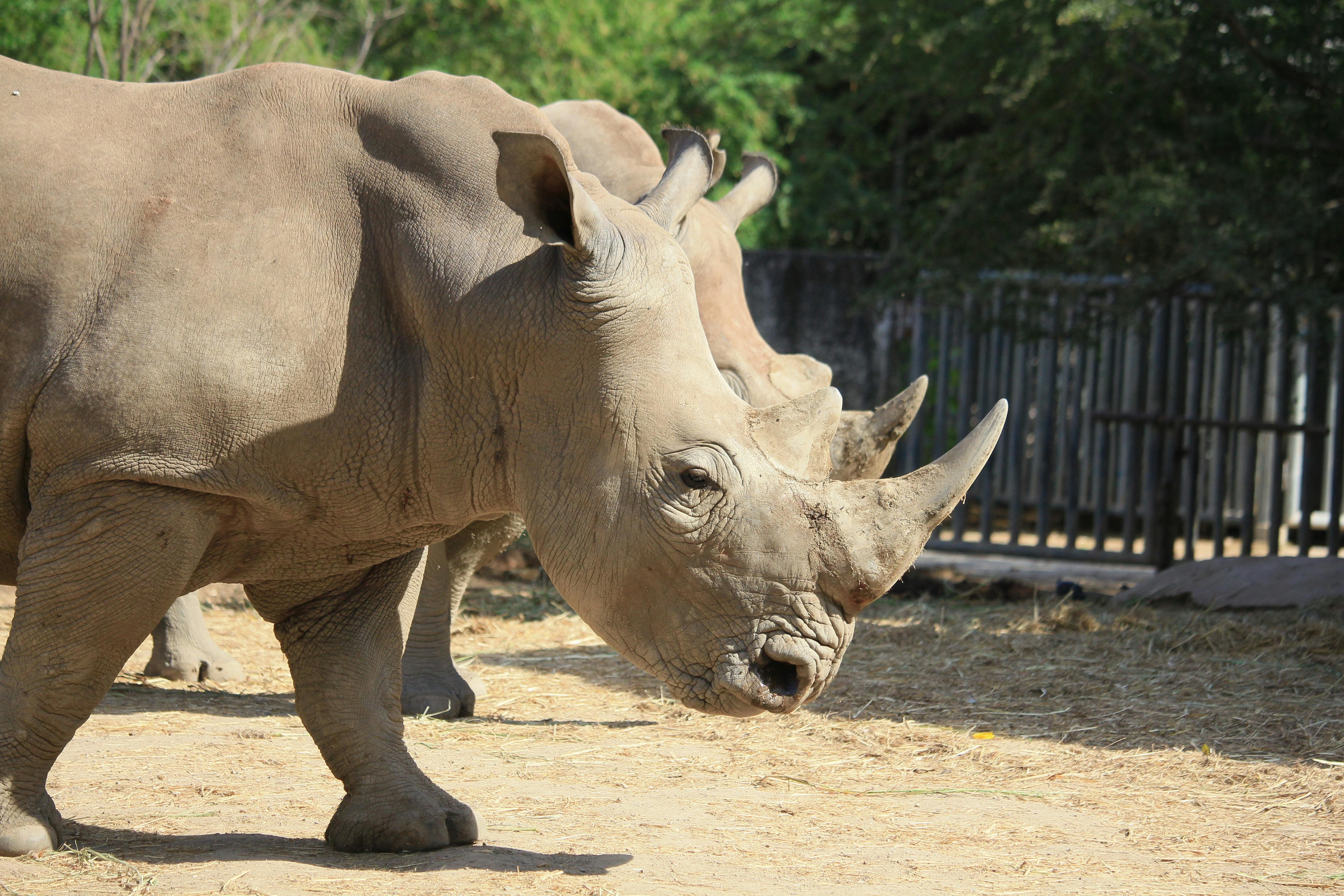 albino rhino