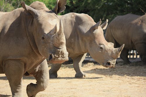 Group of Rhinoceros on Brown Sand