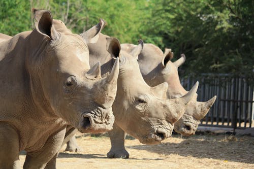 Group of Rhinoceros on Brown Soil