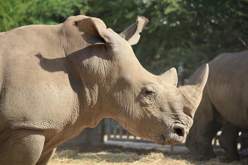 Free Photo of a Rhinoceros Stock Photo