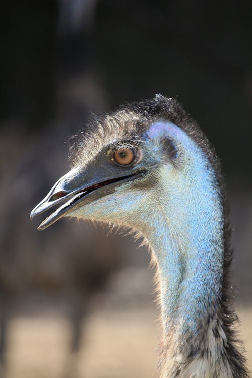 Gray and Black Ostrich Head