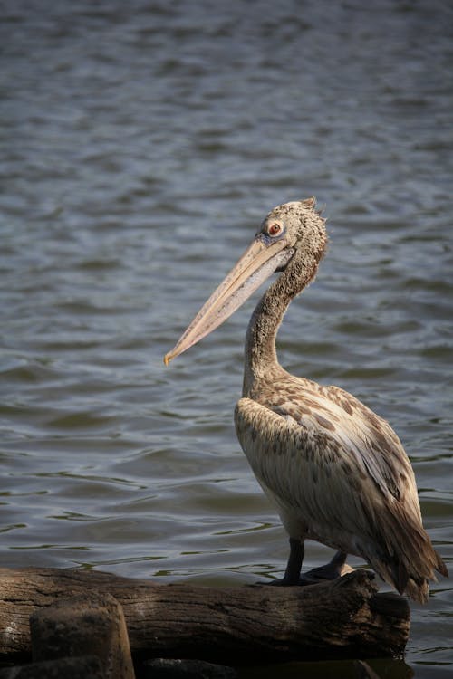 Brown Pelican on Body of Water