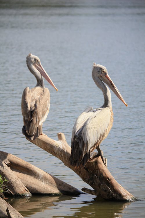 Pelicans Perched on a Driftwood