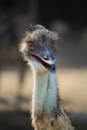 Gray Emu in Tilt Shift Lens