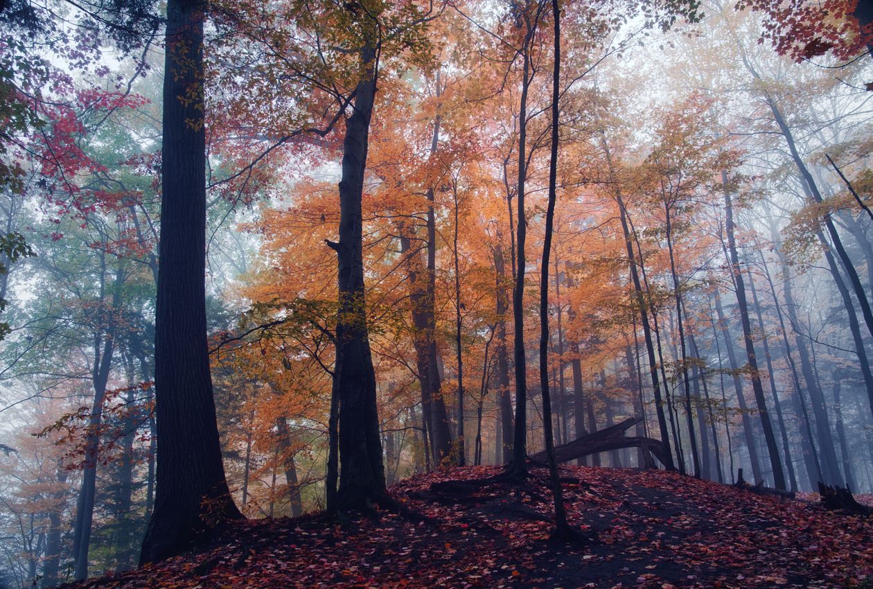 Granite Ridges and Silent Valleys: An Immersive Autumn Hike Through the Harold Parker State Forest