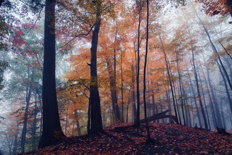 Brown Trees On Brown Ground