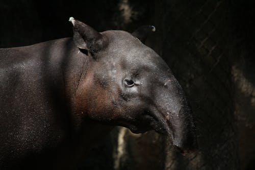 Безкоштовне стокове фото на тему «perissodactyla, tapirus bairdii, tapirus indicus»