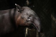 Photo of a Tapir