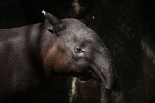 Free Detailed side view of a tapir's profile with dark background. Stock Photo