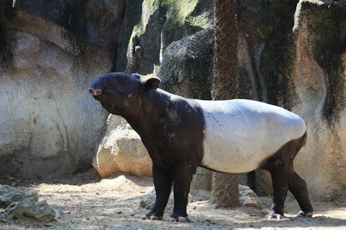 Δωρεάν στοκ φωτογραφιών με malayan tapir, perissodactyla, rock