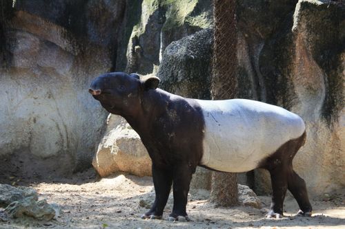 Free A Malayan Tapir relaxes in the sun at a zoo, showcasing its distinctive black and white coloring. Stock Photo