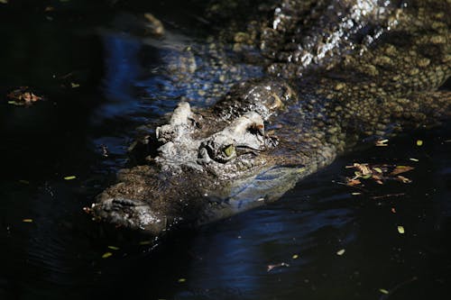 Kostenloses Stock Foto zu alligator, alpha, crocodylus porosus