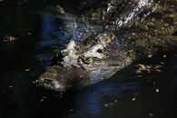 Crocodile on Body of Water