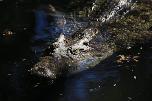 Alligatore nelle Everglades