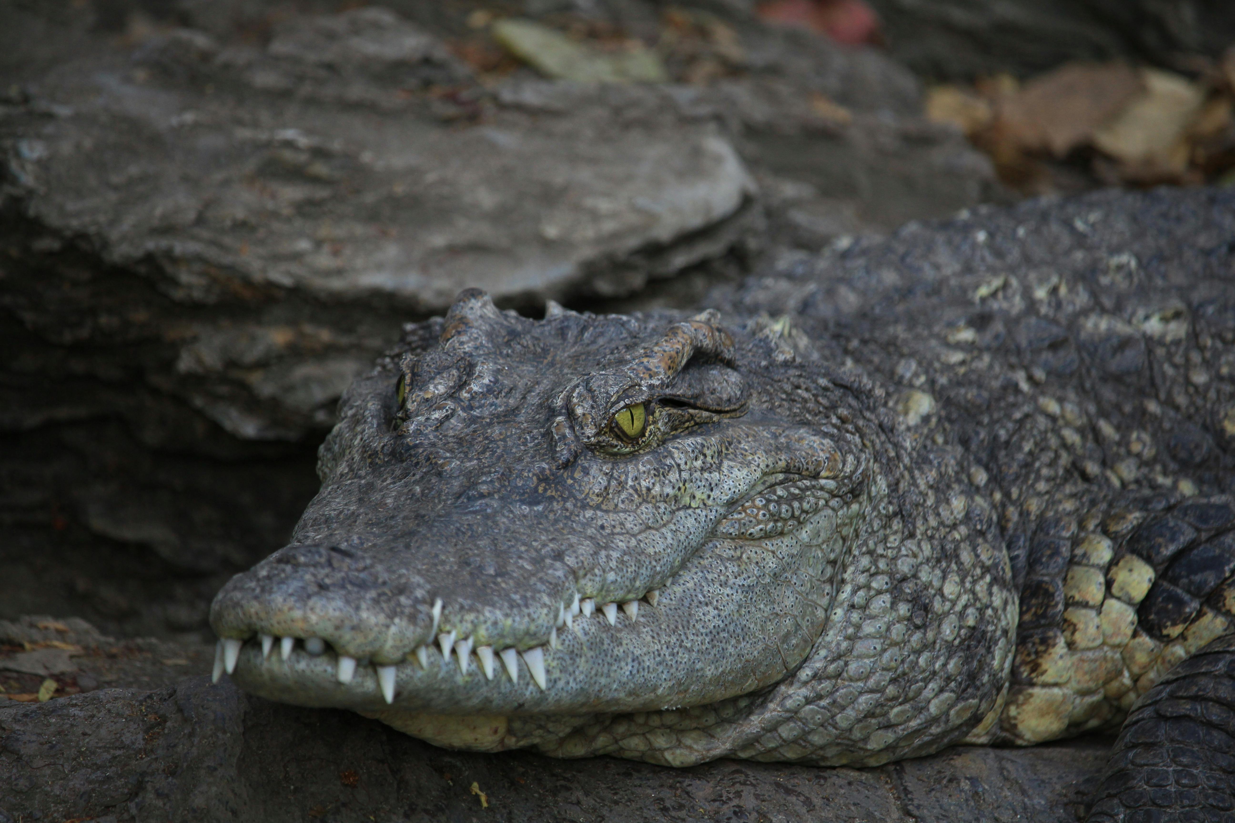 Hình ảnh đáng sợ về cá sấu 70kg bắt được ở HN