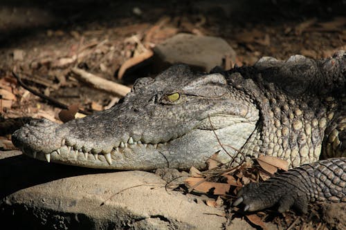 Fotobanka s bezplatnými fotkami na tému crocodylus porosus, divý, exteriéry
