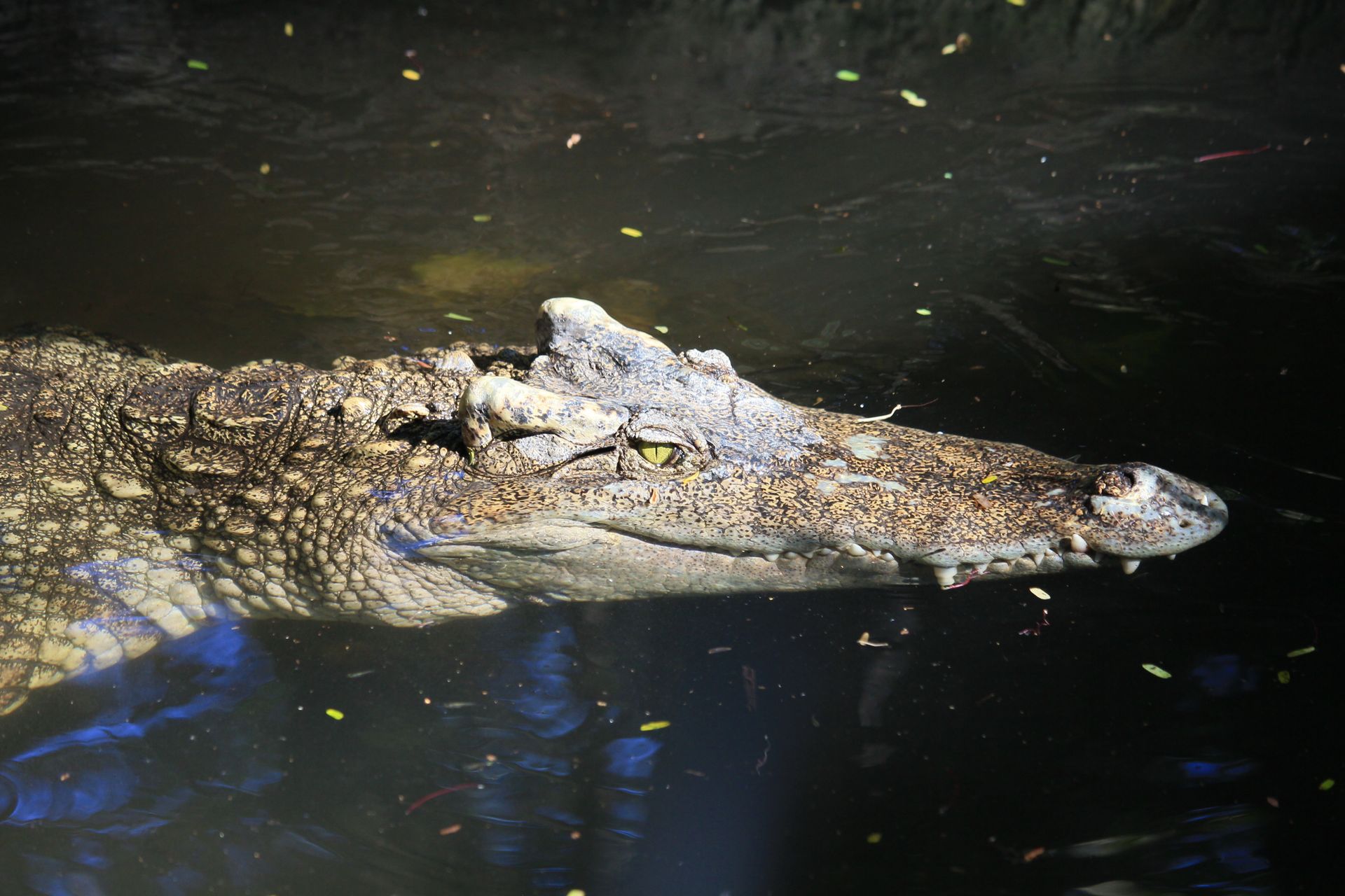 Detailed close-up of a saltwater crocodile swimming with its head above water. Captures its menacing features and habitat.