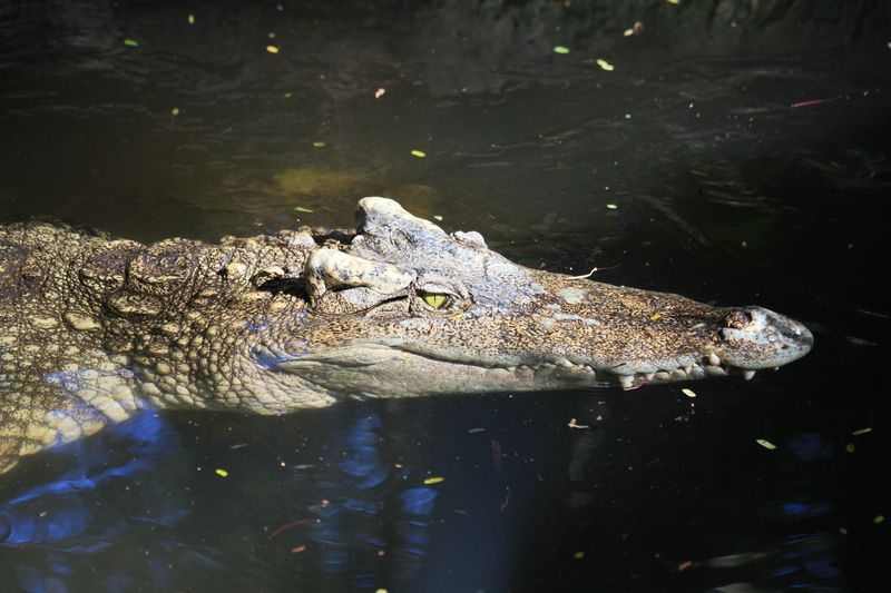 Detailed close-up of a saltwater crocodile swimming with its head above water.