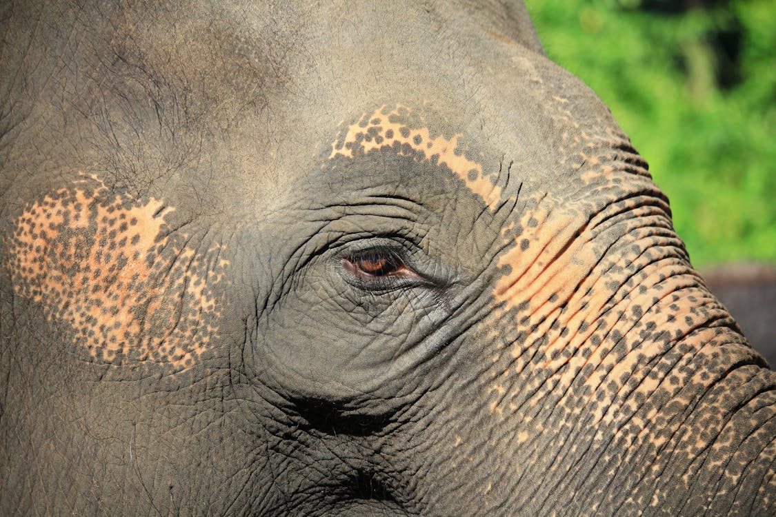 Close Up Photo of Gray Elephant