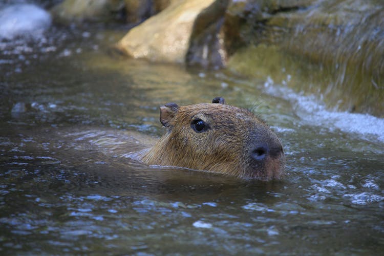 Capybara In Water