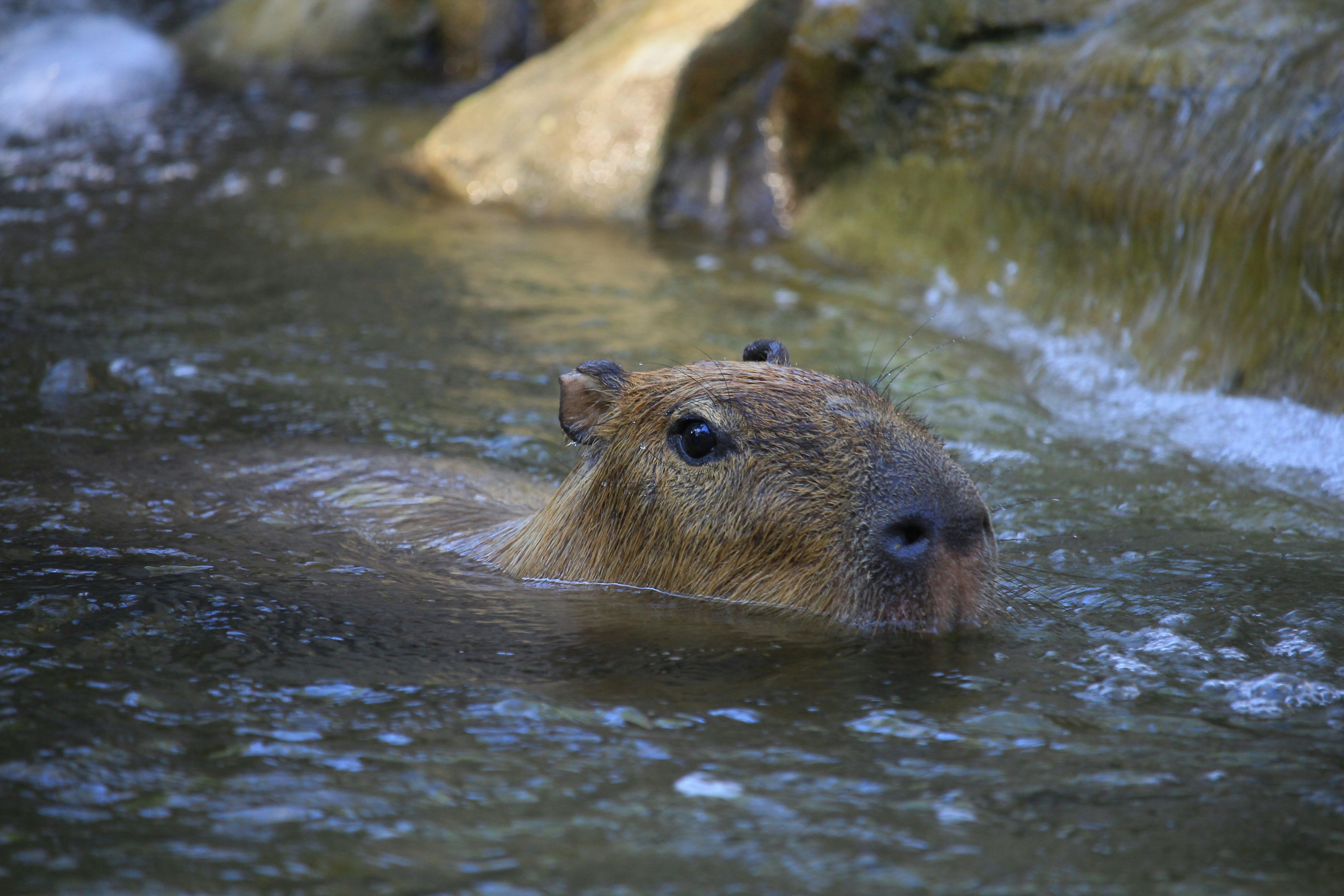 capybara eating grass