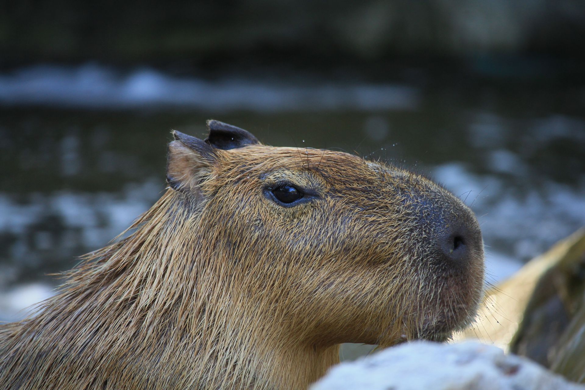 Close-up photo of a capybara by the water, showcasing its distinctive features in a natural setting.