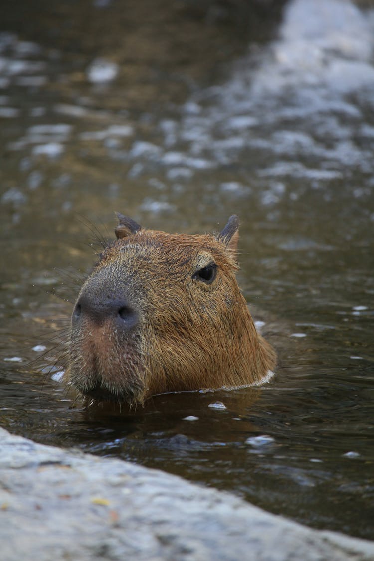 Capybara In Water