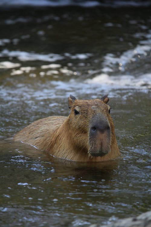 Kostnadsfri bild av capybara, caviidae, däggdjur