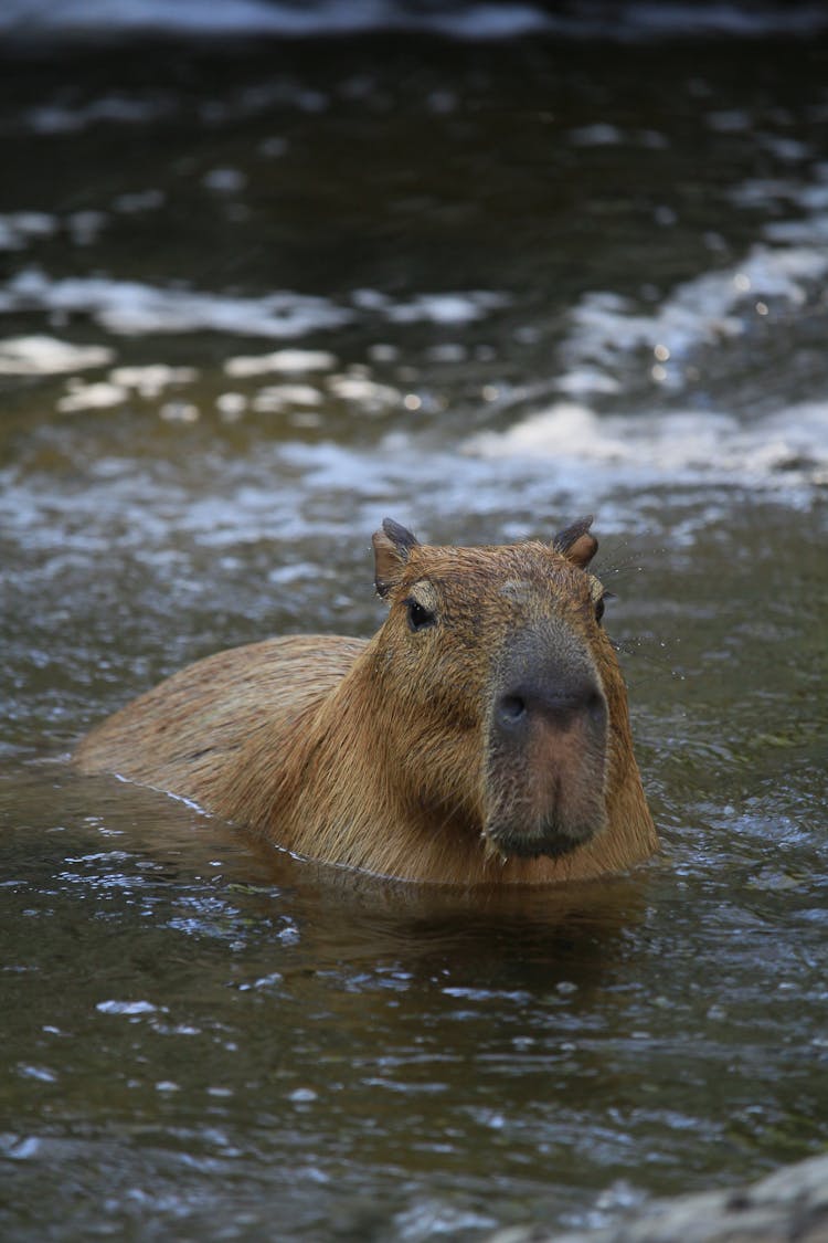 Capybara In Water