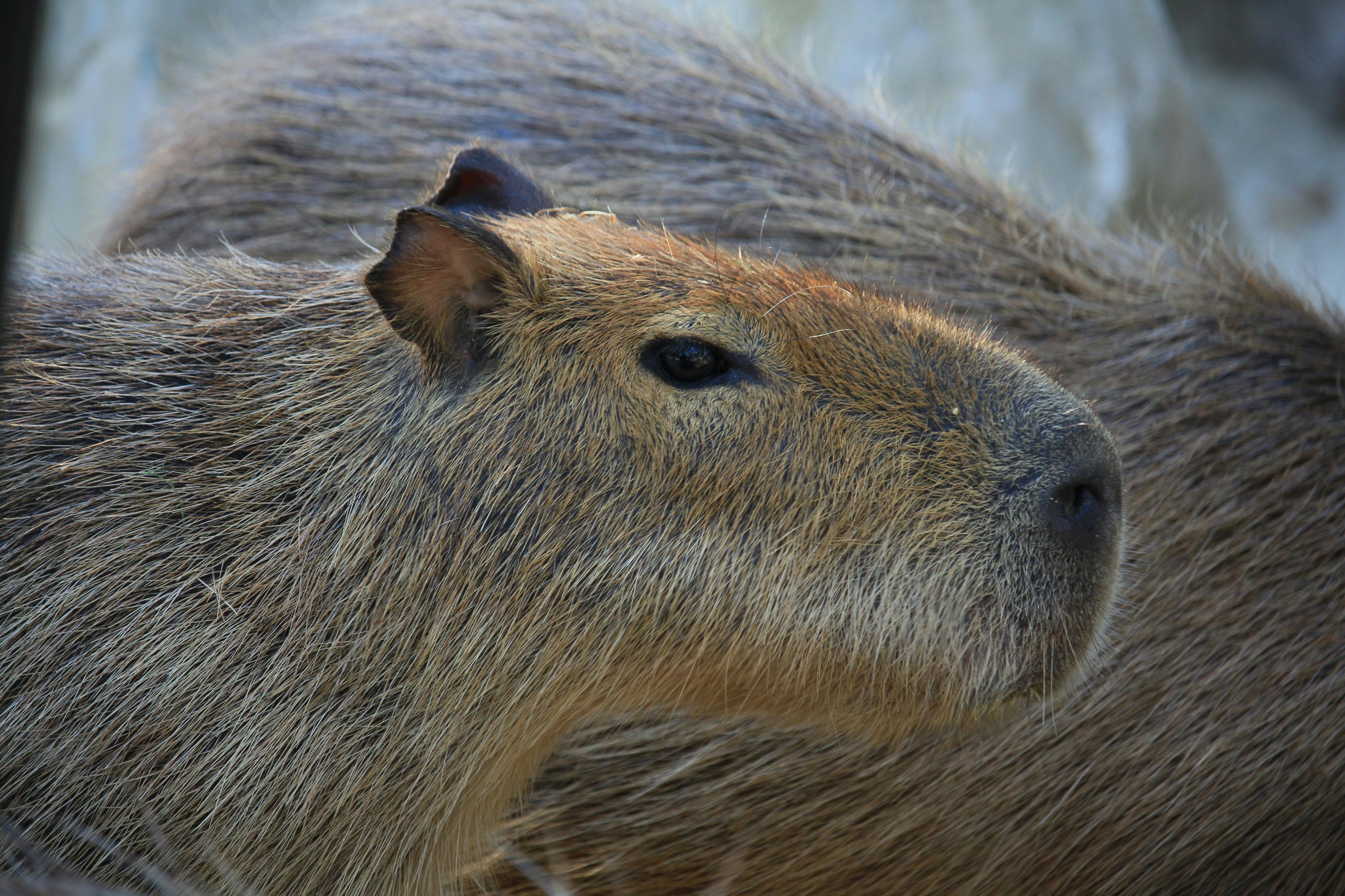 capybara face