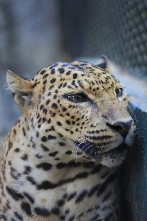 Free Photo of a Cheetah Stock Photo