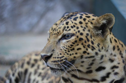 Brown and Black Cheetah in Close Up Photography