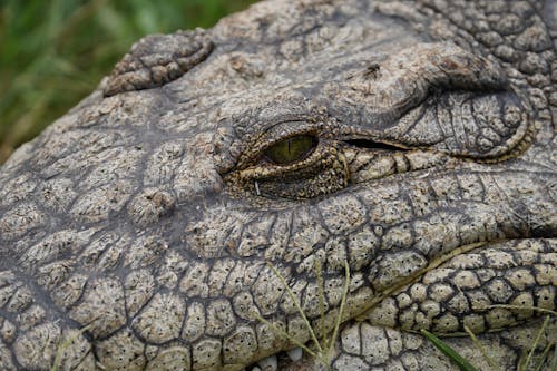 Základová fotografie zdarma na téma Krokodýl