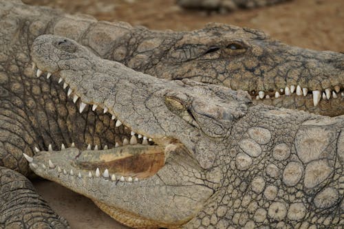 Crocodile on Brown Soil