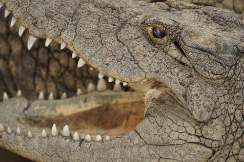 Free Photo of a Crocodile Stock Photo